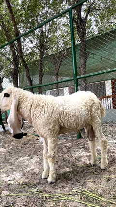 Sargodha