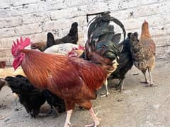 Egg laying chickens for sale
