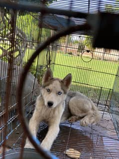 Siberian husky/female/exchange possible