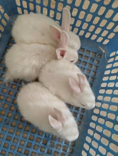 Rabbit