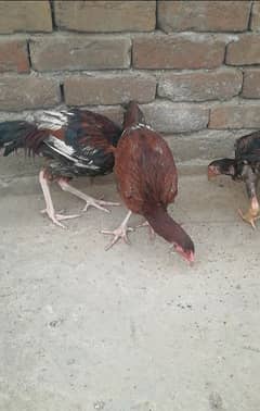 assel Desi morgia for sale location tarnol Islamabad