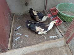 DUck