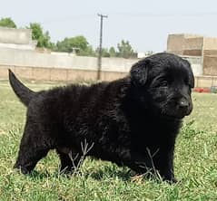 Black German Shepherd Male Dog | Double Coat / German Shepherd  Puppy