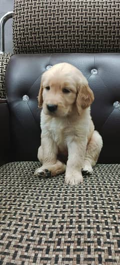 golden retriever puppy