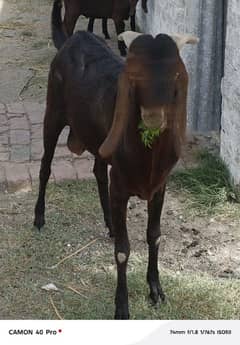 Desi