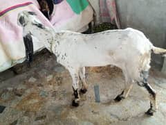 ranjanpuri kony bakry