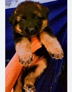 German shepherd puppy available