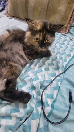 Feline