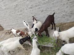 Sale for All goats