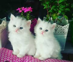 Persian