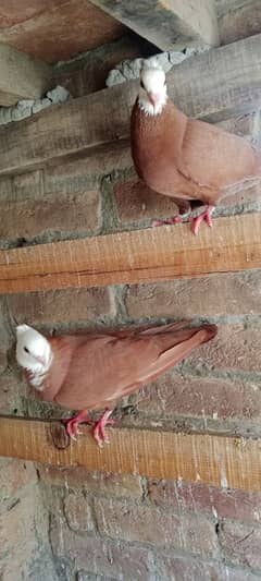 mail & femail