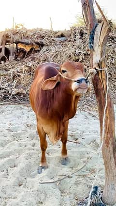 2 daant sahiwal malir Wacha ghost ma 5maund