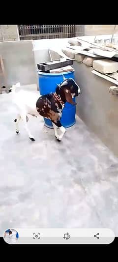 2 dant Aandu Bakra