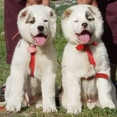 king alabai dabal hadi pair security dog havey bone pair for sale