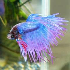 Betta