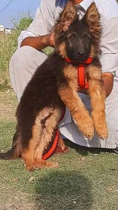 German shepherd puppies long coat my WhatsApp number 03001868066