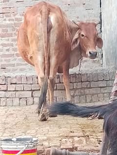 sahiwal jerci cross cow long hight