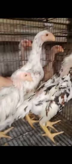 lakha colour shamo chicks available 1/3 month chicks available