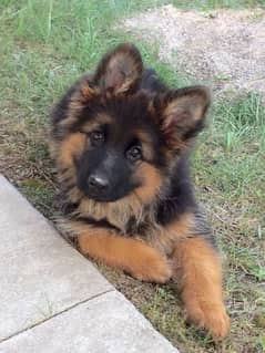 German shepherd puppies long coat my WhatsApp number 03001868066