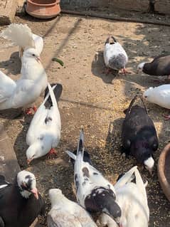 pegion for sale need cash