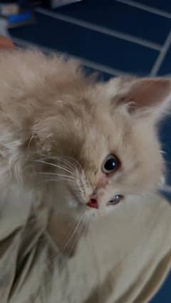 persian cat male for sale
