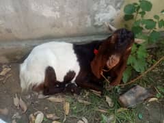2 danat bakra available