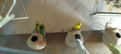 5 pairs available Hain subhi sale krny Hain full breeders Hain