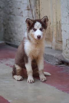 Siberian Husky Wolly Coat Puppy Available