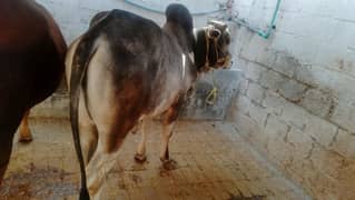 QURBANI 2025 BAIL BULL WACHA WAIRA