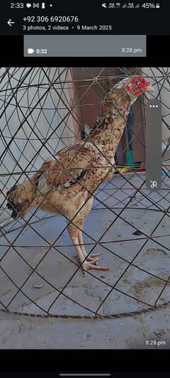 PURE ASEEL MALE BLOOD LINE 03089375935