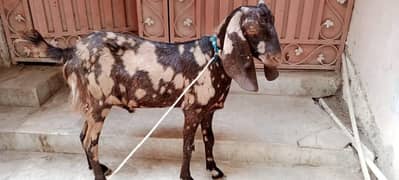 Bakra
