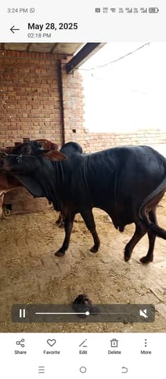 qurbani k liy bachra