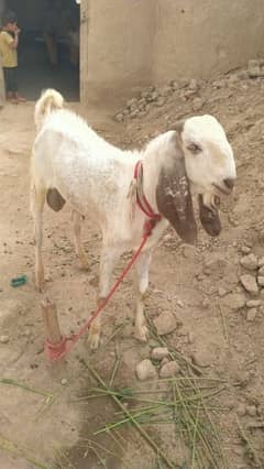 Donday bakre