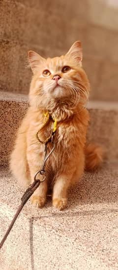 Beautiful Persian cat