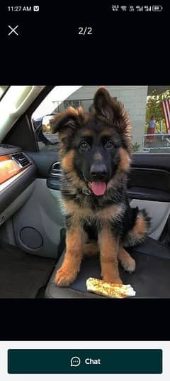 German shepherd puppies Double CoatMy WhatsApp number 03407290940