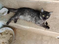 Cat for Sale (urgnt)