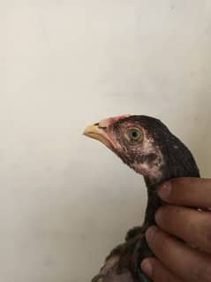 aseel Chicks