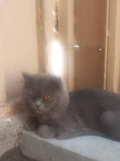 Grey Female Cat