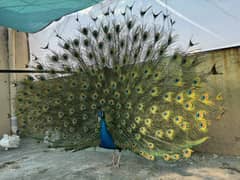 Black Shoulder Male