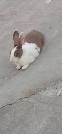breeder female for sale 03224186572