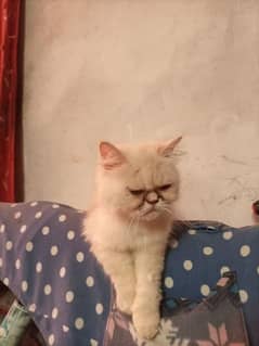 near to piki breeder female cat/ extreme punch face