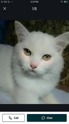 wite cat