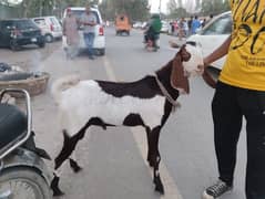 Bakra