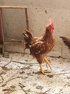 RIR Chickens, Home Fed, 3 Months old, Rhode Island Red