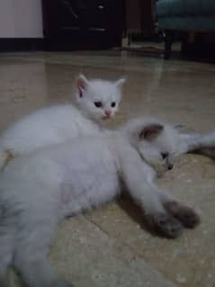 HIMALAYAN