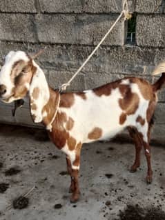 Home 2 Goats