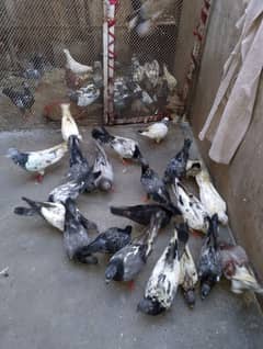 ghr k  phatte  hai
