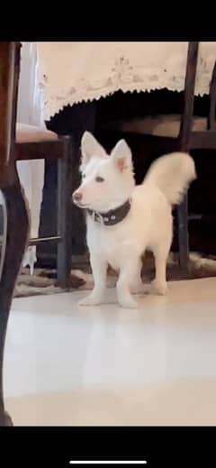 Russian pure white female dog