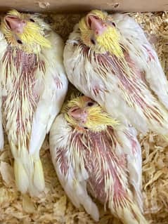 cocktail and love bird Chick available h for hand tame