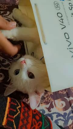 persian cat